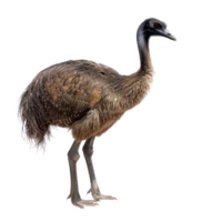 Moa bird side view full body isolate on transparency background png