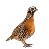 Partridge bird front view full body isolate on transparency background png