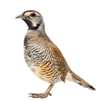 Quail side view full body isolate on transparency background png
