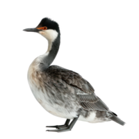 Grebe side view full body isolate on transparency background png