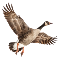 Goose fly full body isolate on transparency background png