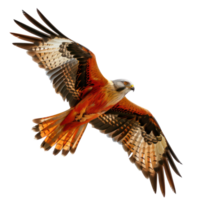 Kite bird fly full body isolate on transparency background png