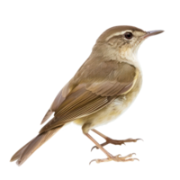 Bush warbler bird front view full body isolate on transparency background png