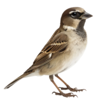Passerine front view full body isolate on transparency background png