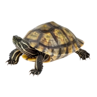 Turtle side view full body isolate on transparency background png