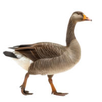Goose side view full body isolate on transparency background png