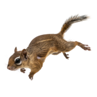 Flying Squirrel side view full body isolate on transparency background png