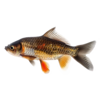 Fish side view full body isolate on transparency background png