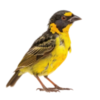 Weaverbird side view full body isolate on transparency background png