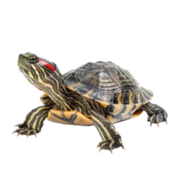 Red-Eared Sliders pet side view full body isolate on transparency background png