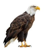 Eagle side view full body isolate on transparency background png