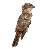 Potoo bird side view full body isolate on transparency background png