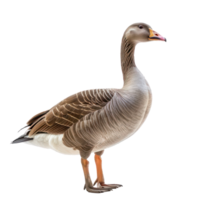 Goose front view full body isolate on transparency background png