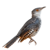 Cuckoo side view full body isolate on transparency background png