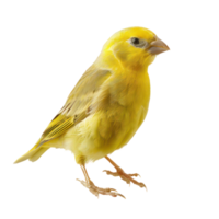 Canary front view full body isolate on transparency background png