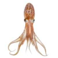 Squid front view full body isolate on transparency background png