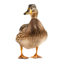 Duck front view full body isolate on transparency background png