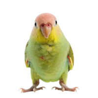 Parakeet front view full body isolate on transparency background png