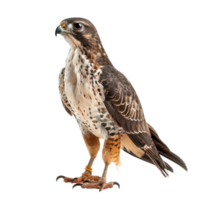 Hawk side view full body isolate on transparency background png