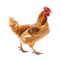 Hen side view full body isolate on transparency background png