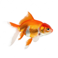 Goldfish side view full body isolate on transparency background png