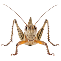 Cricket front view full body isolate on transparency background png