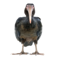 Megapode bird front view full body isolate on transparency background png