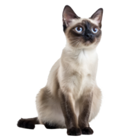 Siamese Cats front view full body isolate on transparency background png