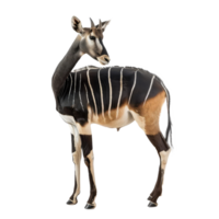 Okapi full body isolate on transparency background png