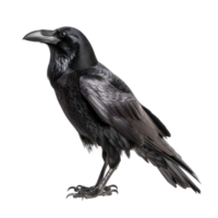 Raven side view full body isolate on transparency background png