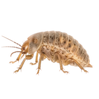 Booklice side view full body isolate on transparency background png