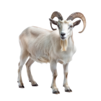 Alpine Goat front view full body isolate on transparency background png