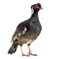 Rallidae front view full body isolate on transparency background png