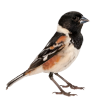 Passerine side view full body isolate on transparency background png
