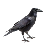 Crow side view full body isolate on transparency background png