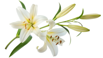 Easter lily branch and flower isolate on transparency background png
