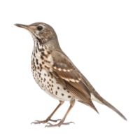 Thrush bird front view full body isolate on transparency background png