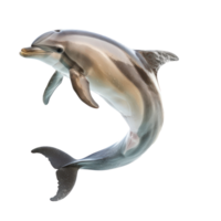 Dolphin side view full body isolate on transparency background png