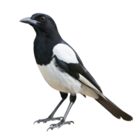 Magpie bird side view full body isolate on transparency background png