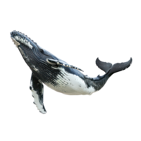 Whale front view full body isolate on transparency background png