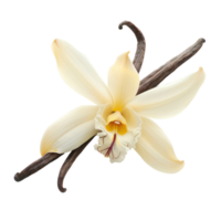 vanilla flower isolate on transparency background png