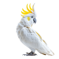 Cockatoo side view full body isolate on transparency background png
