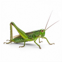 Cricket side view full body isolate on transparency background png