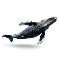 Whale side view full body isolate on transparency background png