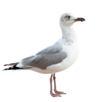 Seagull side view full body isolate on transparency background png