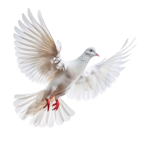 white pigeon or dove flying isolate on transparency background png
