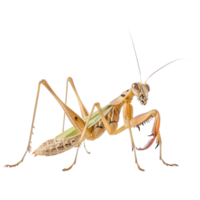 Praying Mantids side view full body isolate on transparency background png