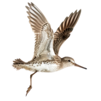 Sandpiper bird fly full body isolate on transparency background png