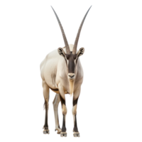 Oryx front view full body isolate on transparency background png