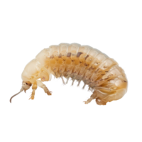 Maggot side view full body isolate on transparency background png